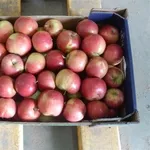 Продаем Яблоки из Польшы
