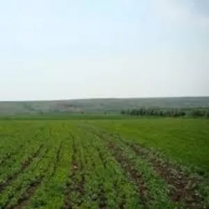 Продажа земельного участка сельхозназначения