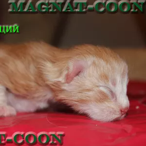Котята Гиганты породы Мейн Кун