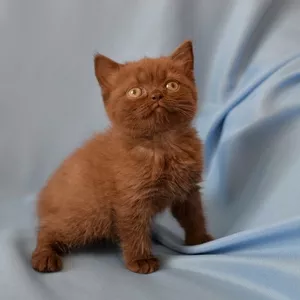Британские котята шоколадный окрас