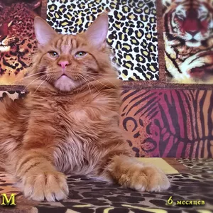 Брутальный котенок мейн кун - Ярослав