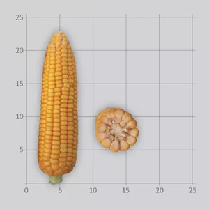 Семена кукурузы гибриды