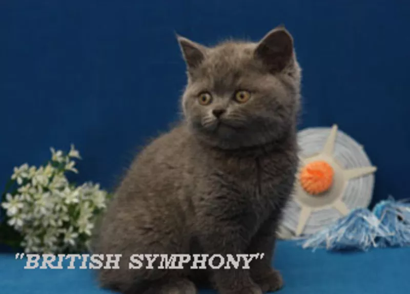 Британские котята питомника 
