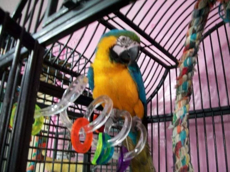 Fдома,  поднятые и зарегистрирован синих и золотых попугаи ара для прод