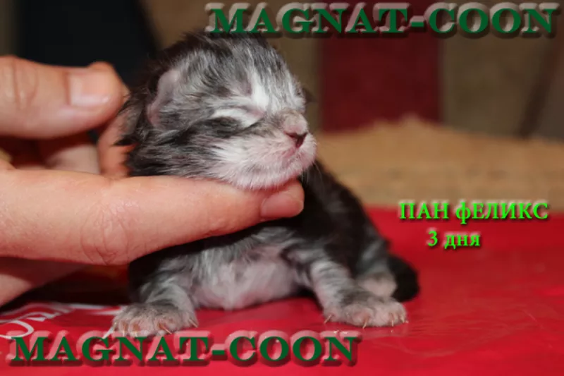 Котята Гиганты породы Мейн Кун 2