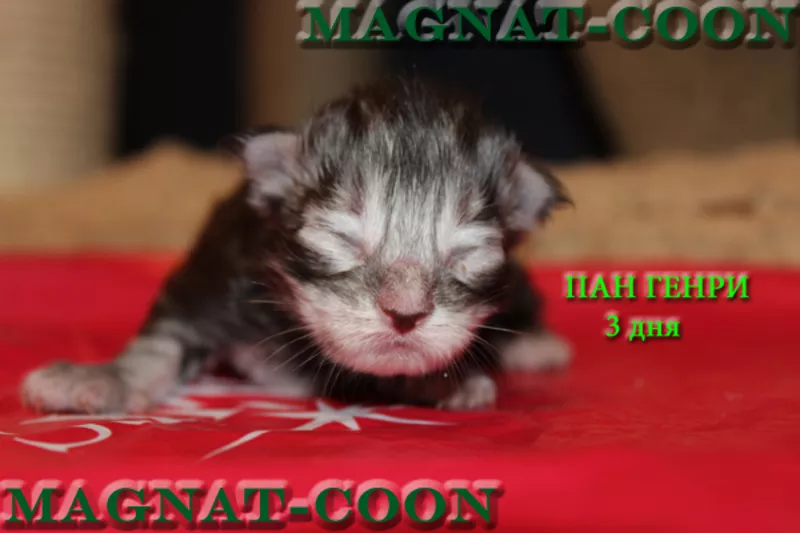 Котята Гиганты породы Мейн Кун 3