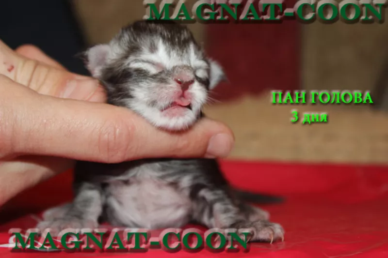 Котята Гиганты породы Мейн Кун 4