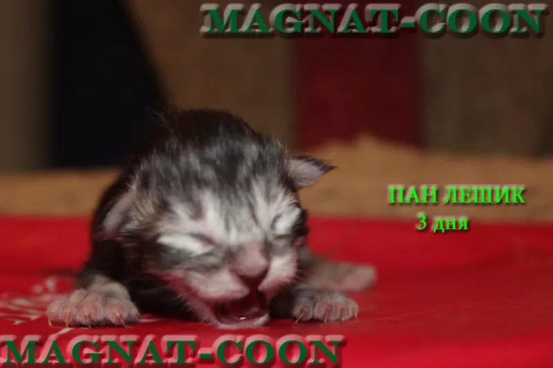 Котята Гиганты породы Мейн Кун 6