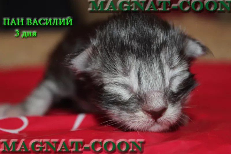 Котята Гиганты породы Мейн Кун 7