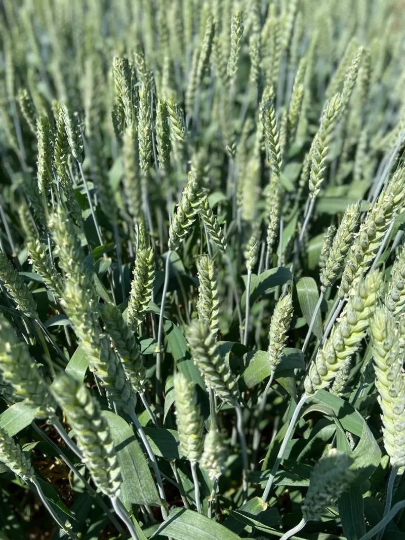 Семена пшеницы озимой мягкой элита и репродукции