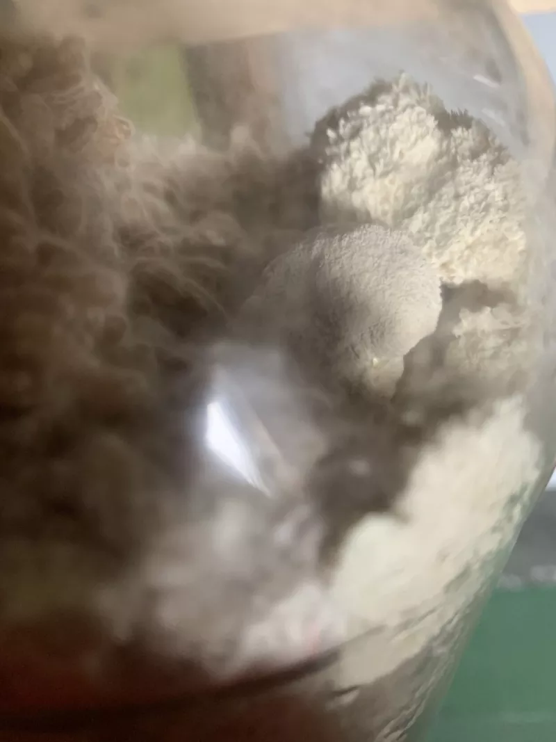 Грибная ферма Farmyc - мицелий ежовика гребенчатого на буром рисе 3